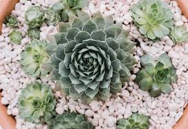 Sempervivum tectorum