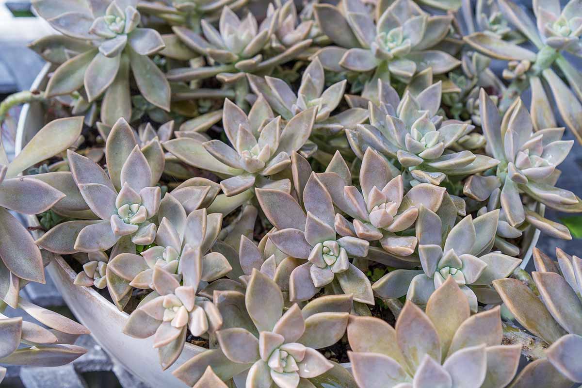Graptopetalum paraguayense