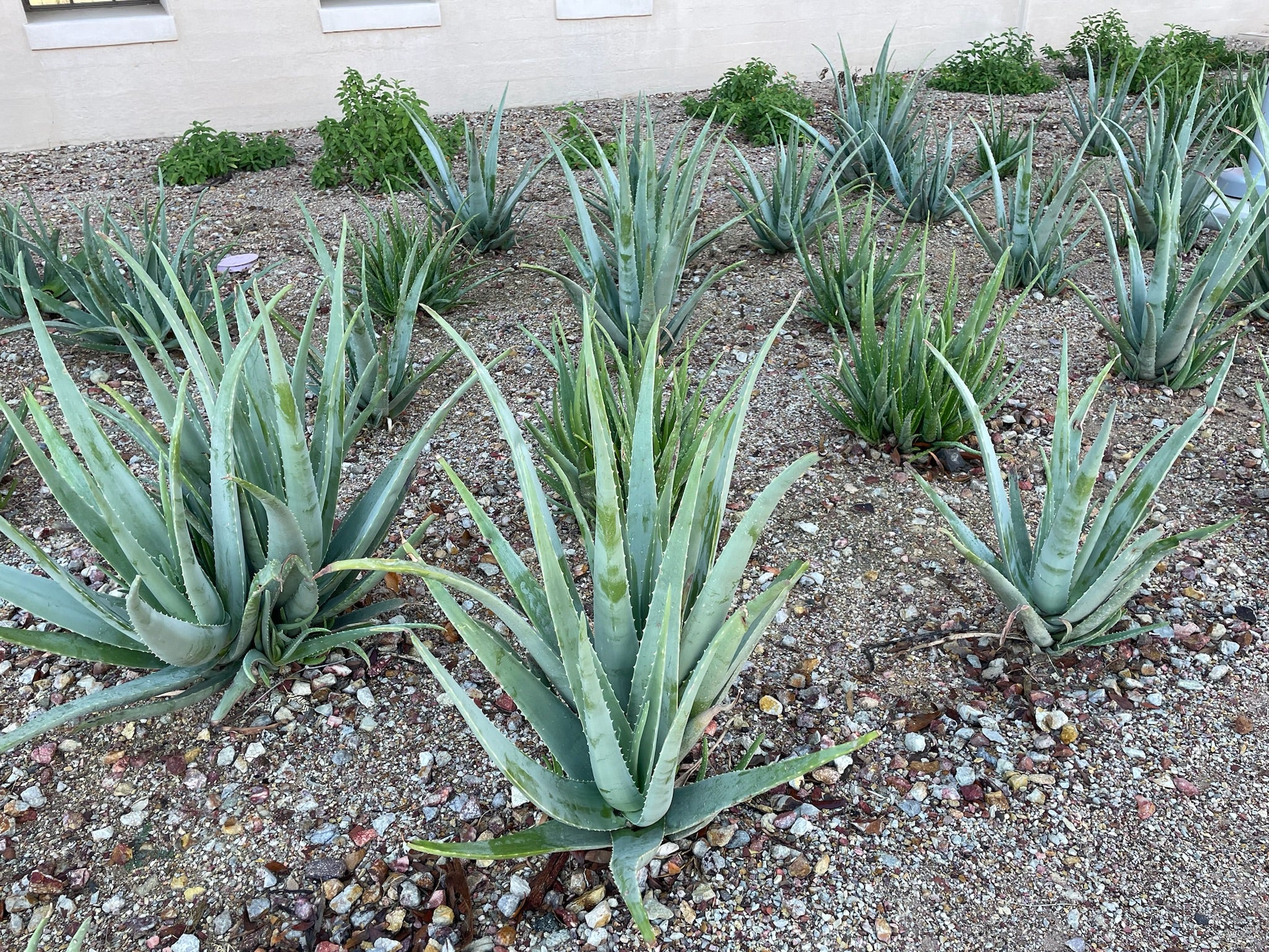 Aloe vera
