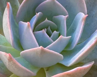 Echeveria Peacockii